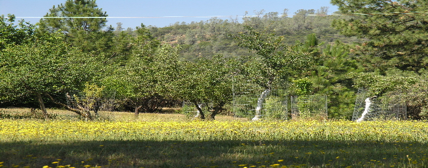 Summerhill Orchard